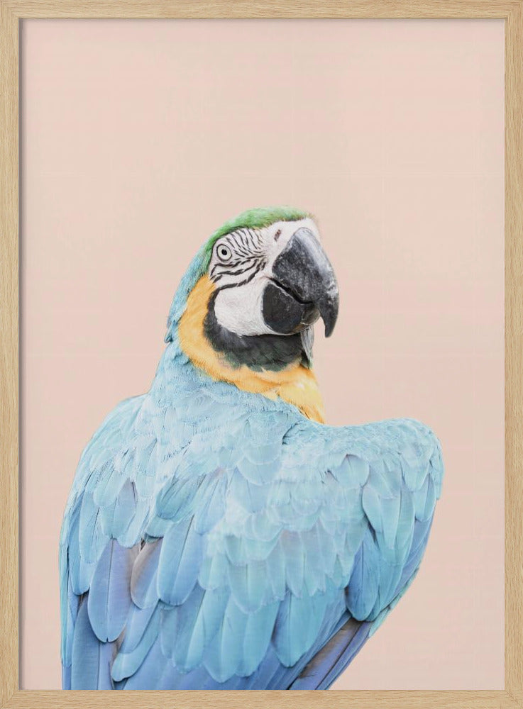 Blue Macaw | Poster
