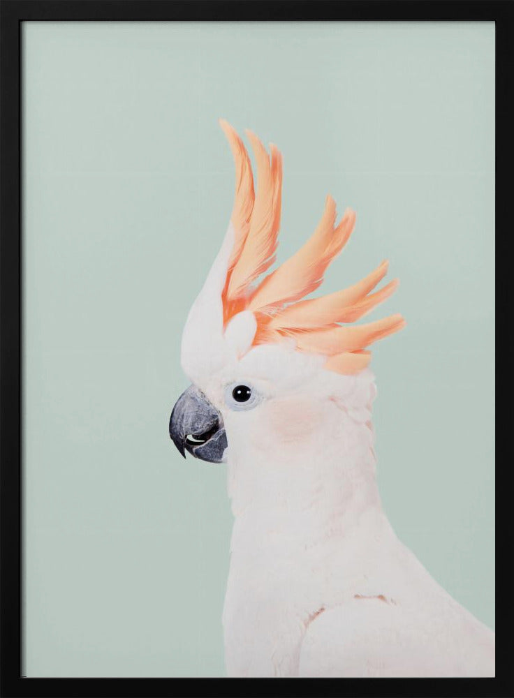 Cockatoo on Mint | Poster