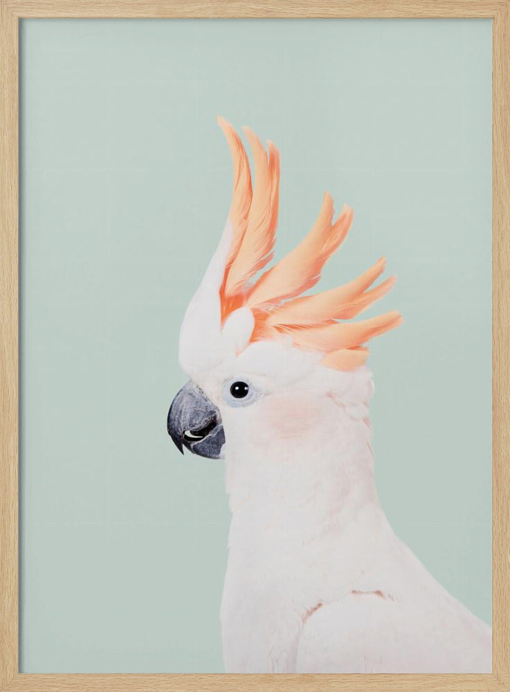 Cockatoo on Mint | Poster