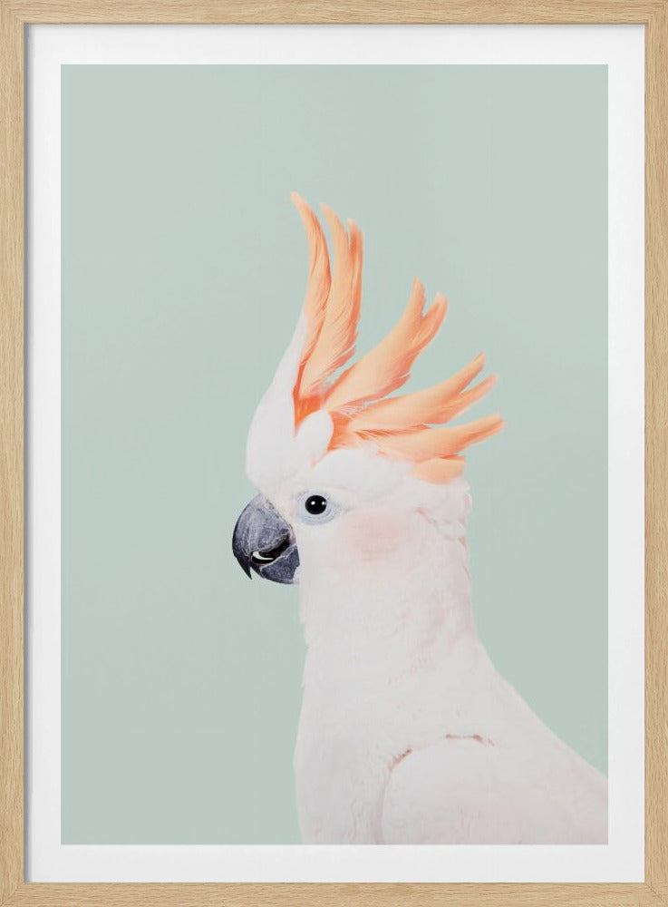 Cockatoo on Mint | Poster