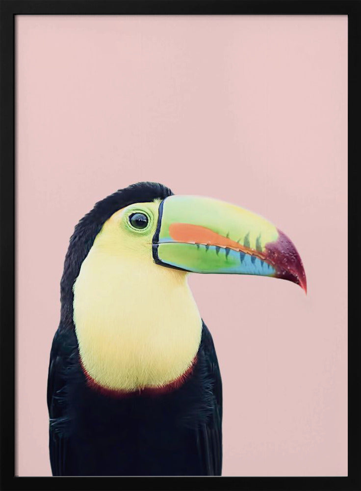 Toucan on Pink | Poster
