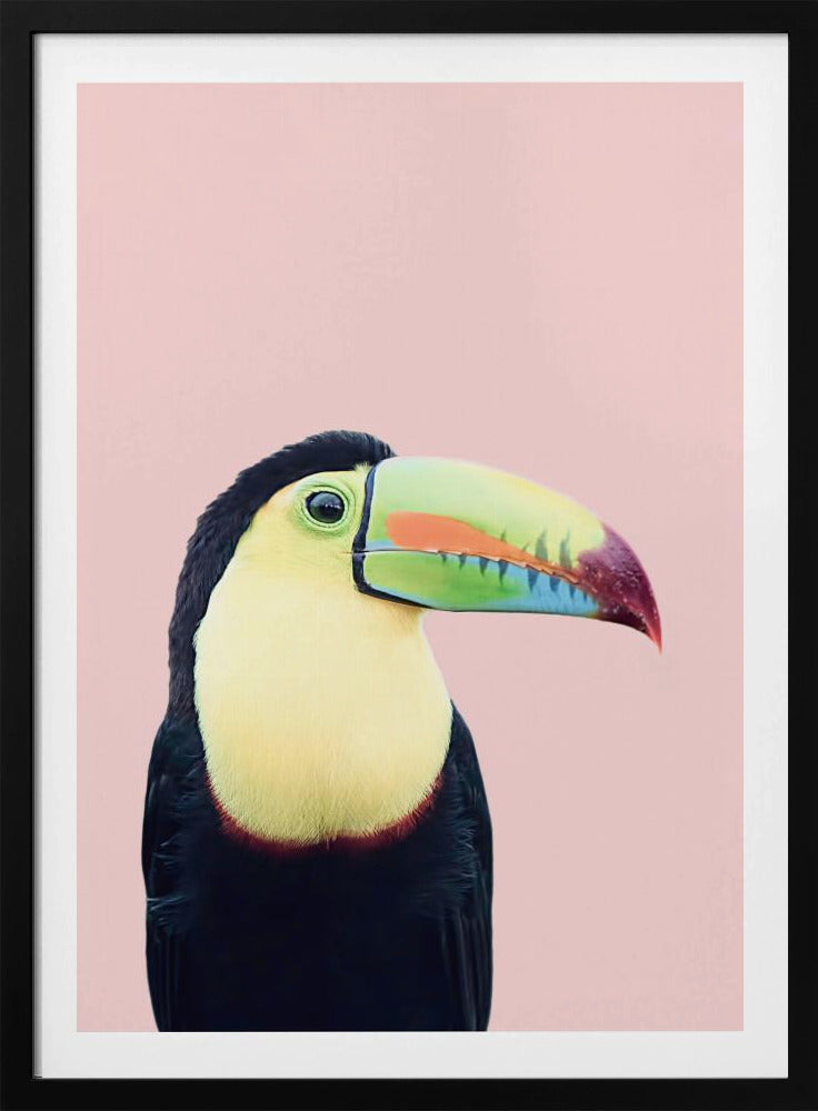 Toucan on Pink | Poster
