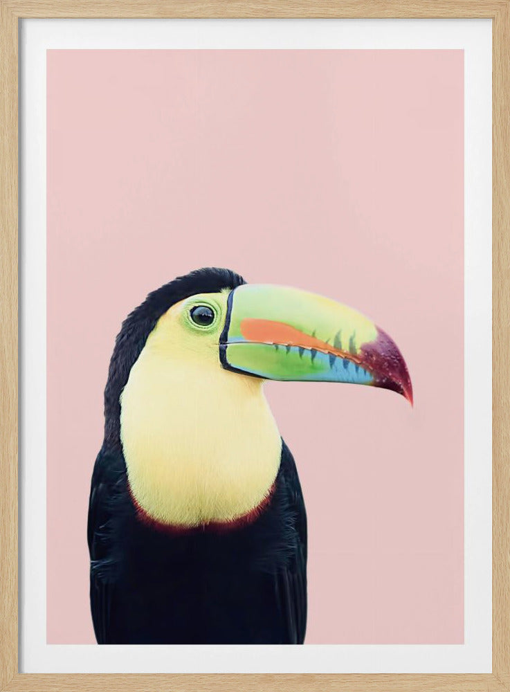Toucan on Pink | Poster