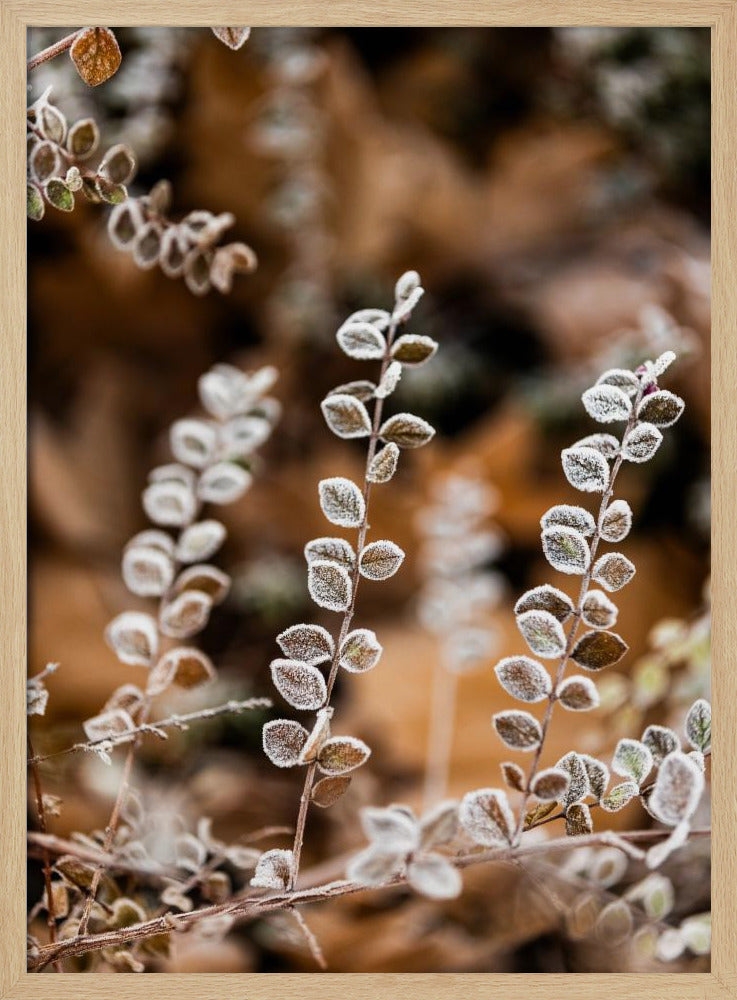 A Winter Morning 2 | Poster