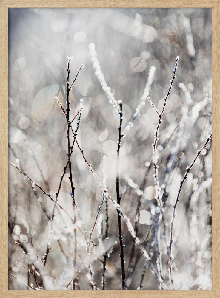 A Winter Morning 4 | Poster
