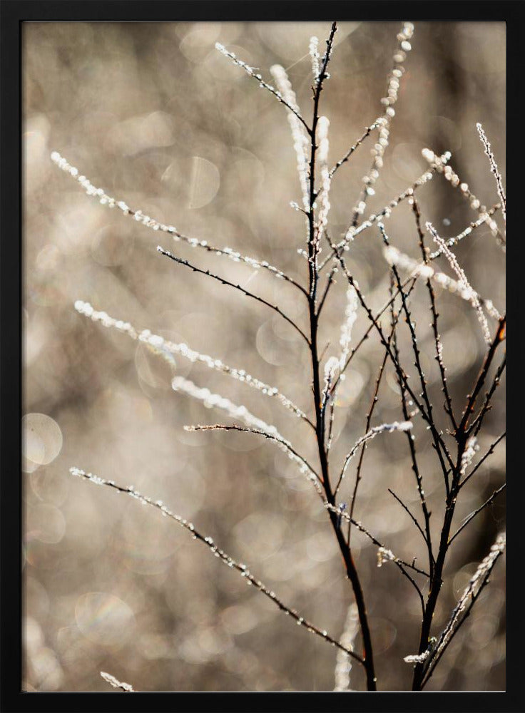 A Winter Morning 5 | Poster