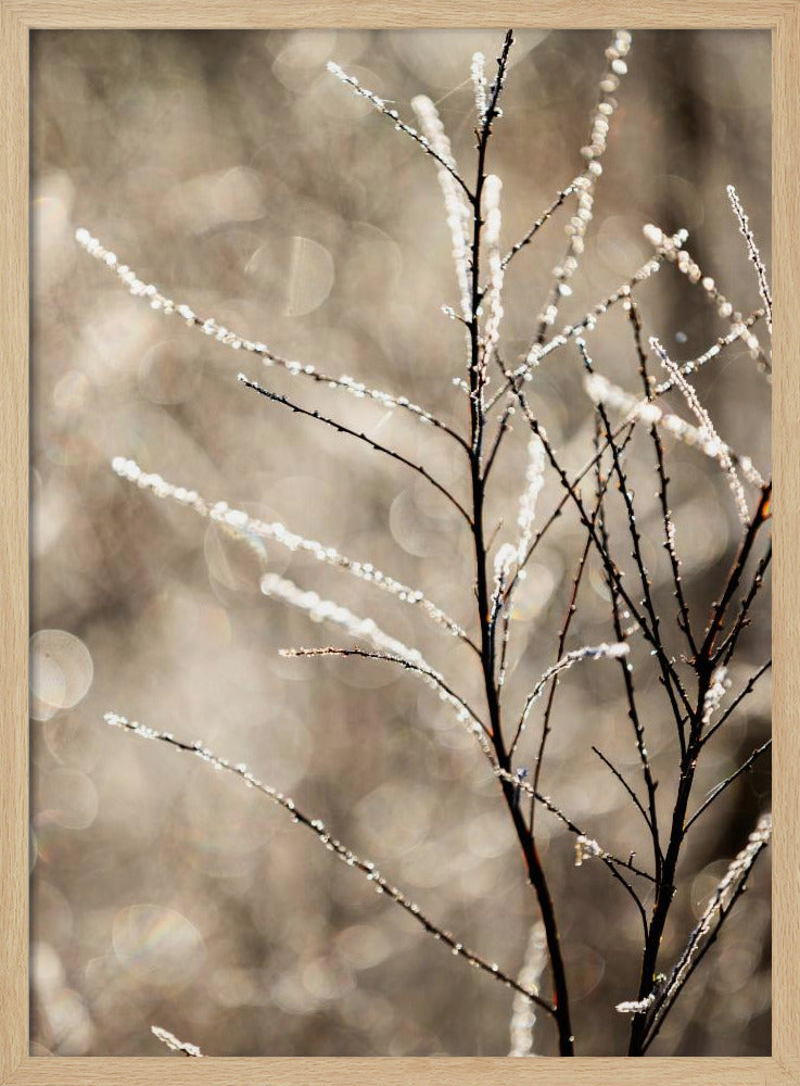 A Winter Morning 5 | Poster