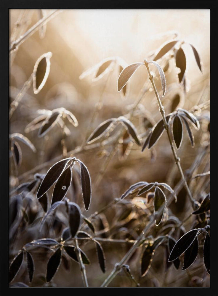 A Winter Morning 6 | Poster