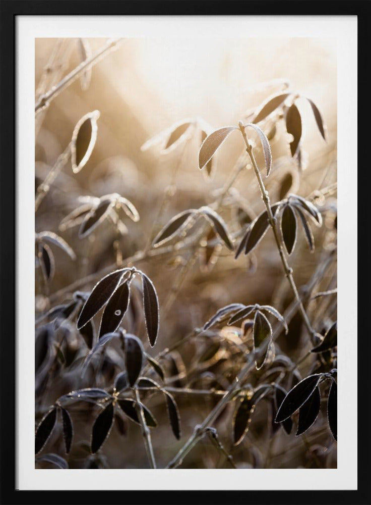 A Winter Morning 6 | Poster