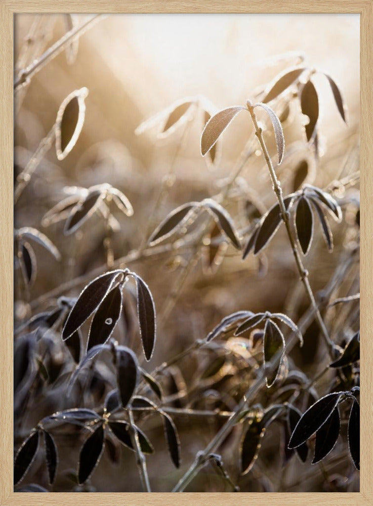 A Winter Morning 6 | Poster