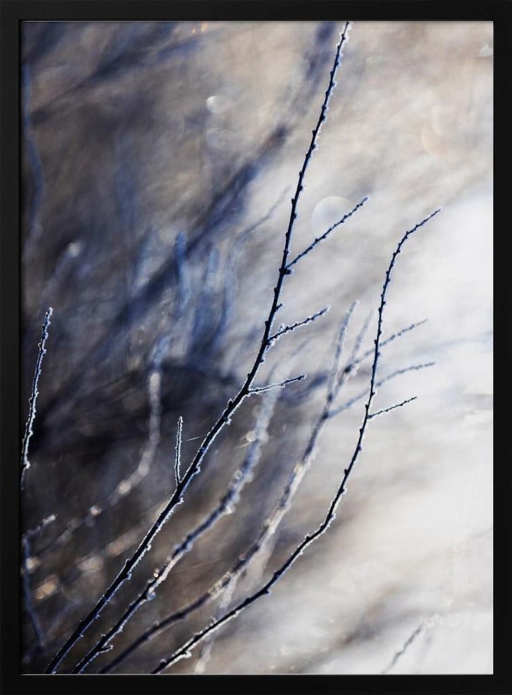 A Winter Morning 7 018a4832 | Poster