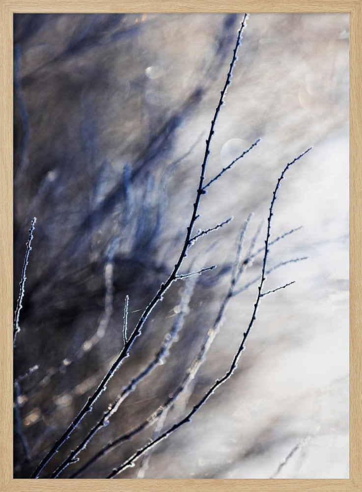 A Winter Morning 7 018a4832 | Poster