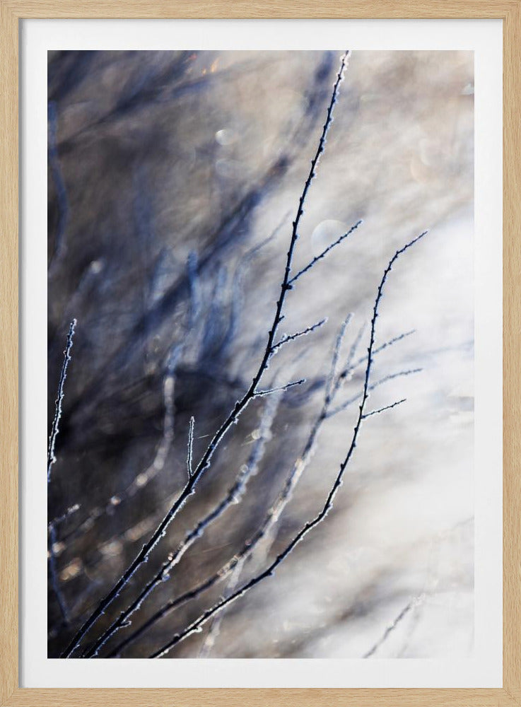 A Winter Morning 7 018a4832 | Poster