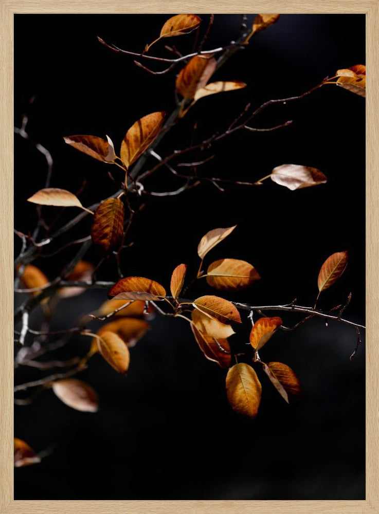 Autumn Leaves 15 | Poster