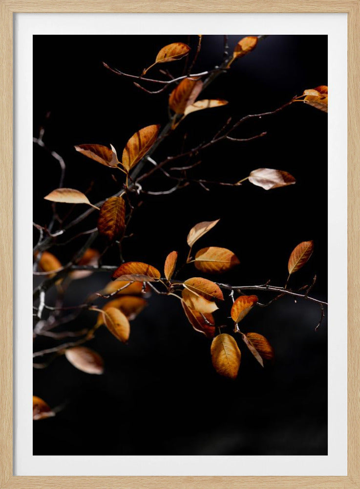 Autumn Leaves 15 | Poster