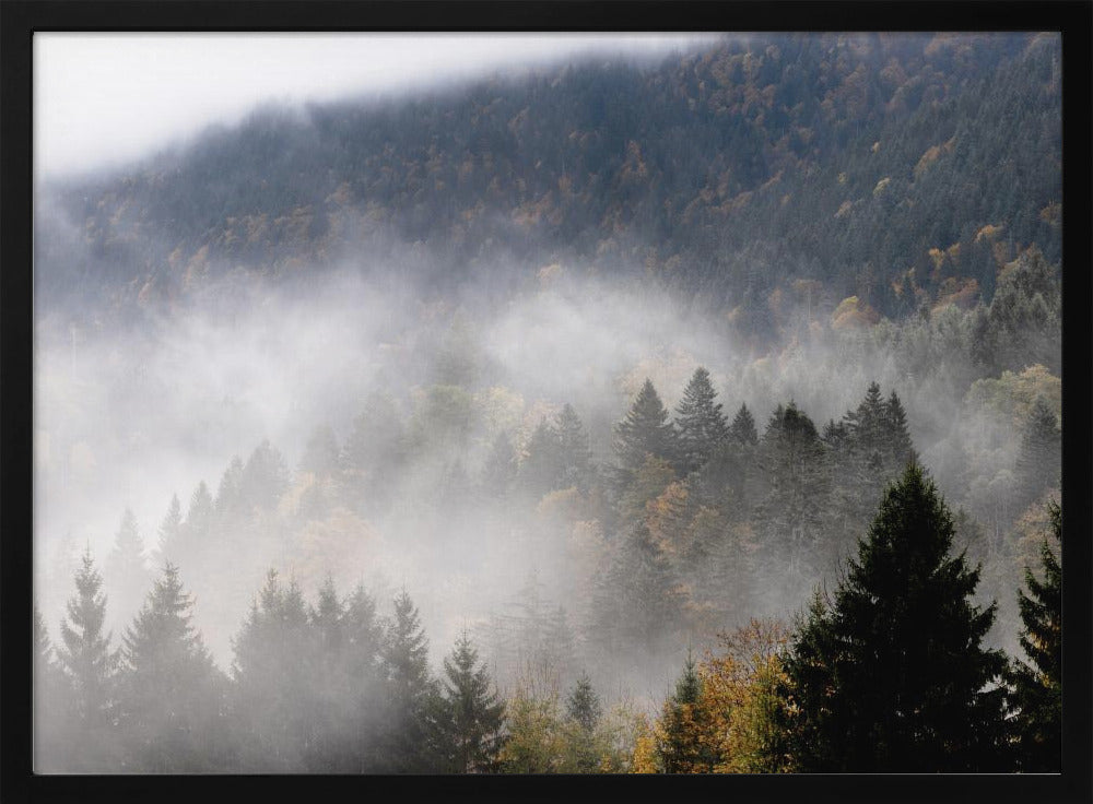 Foggy Woods 9 | Poster