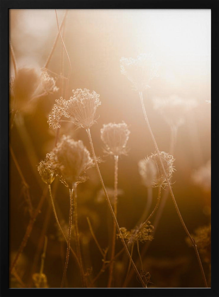 Golden Hour 1 | Poster