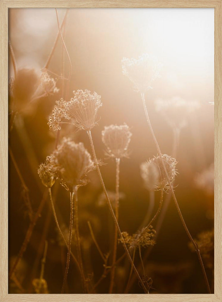 Golden Hour 1 | Poster