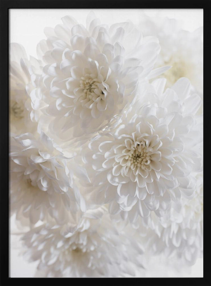 White Flowers 1 | Poster