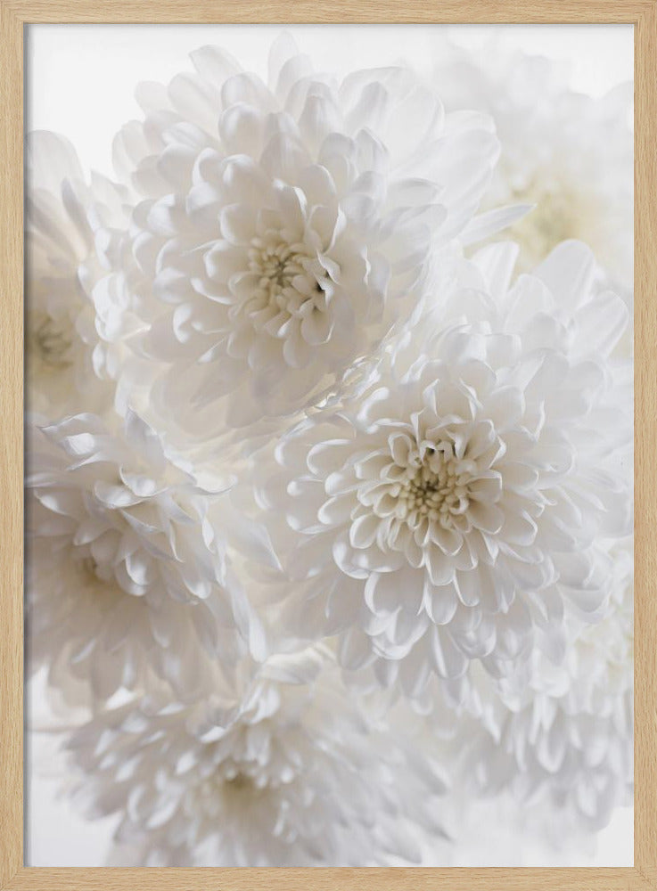 White Flowers 1 | Poster