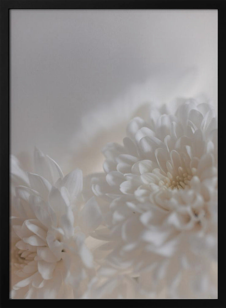 White Flowers 3 | Poster