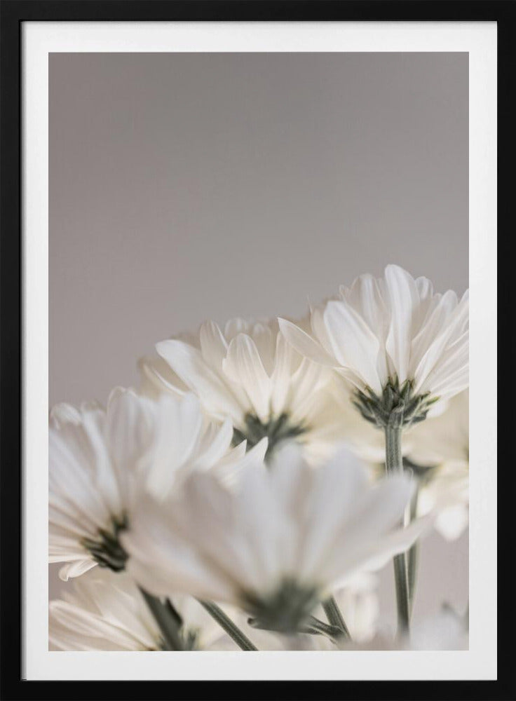White Flowers 4 | Poster