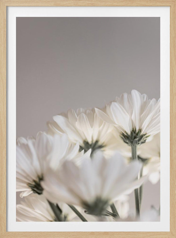 White Flowers 4 | Poster