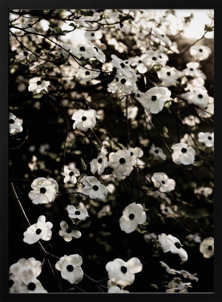 White Spring Tree 5 | Poster