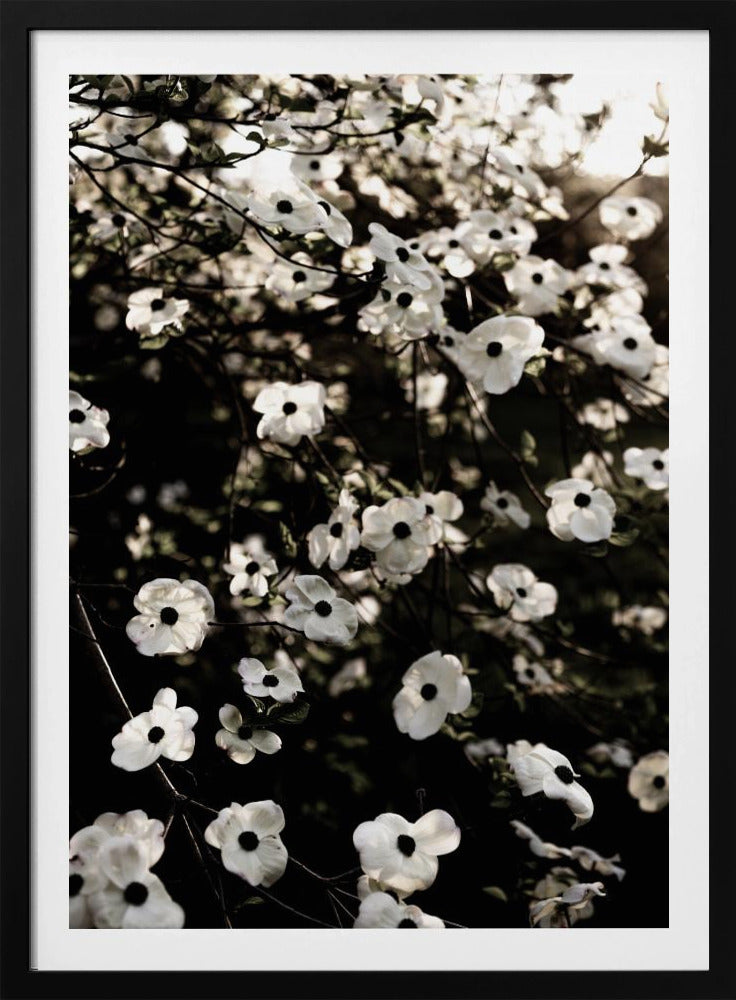 White Spring Tree 5 | Poster
