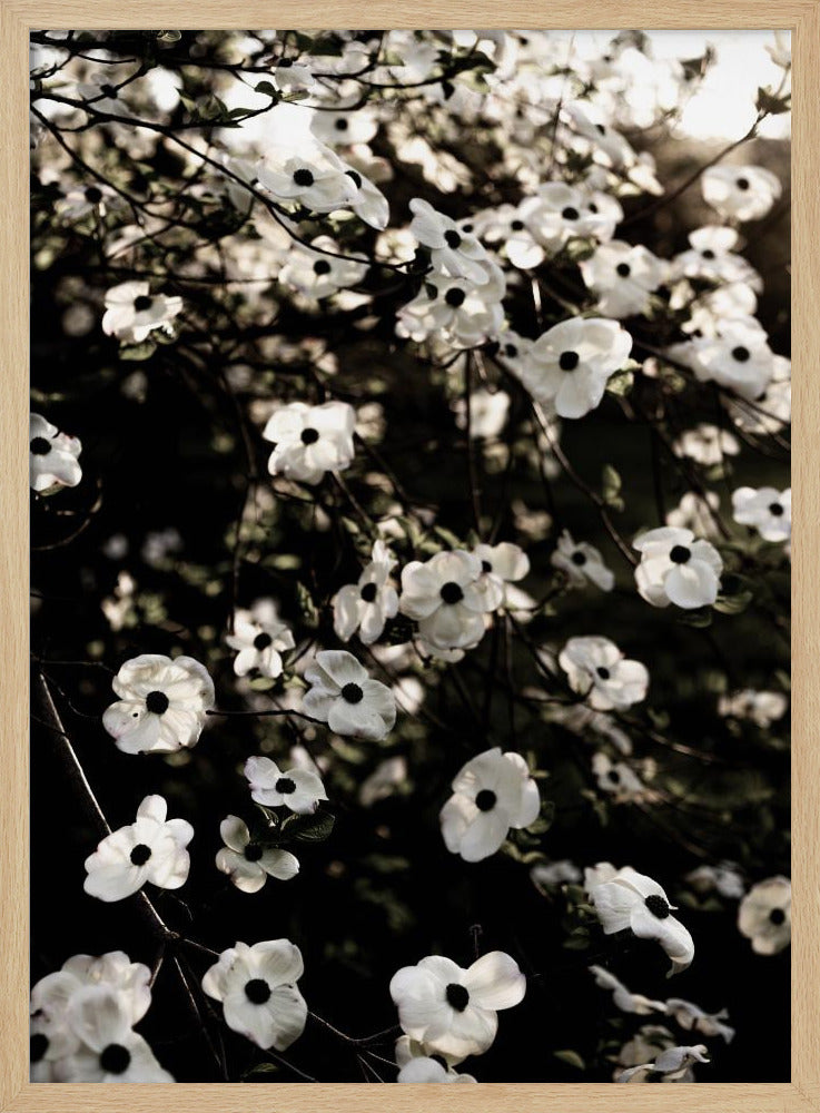 White Spring Tree 5 | Poster