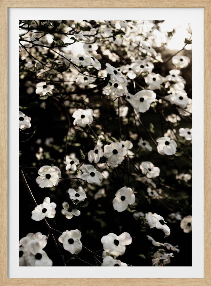 White Spring Tree 5 | Poster