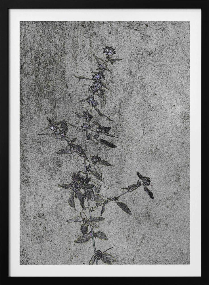 Concrete Blossoms | Poster