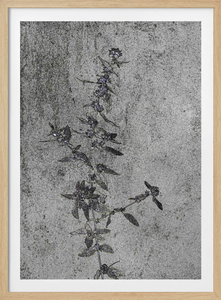 Concrete Blossoms | Poster