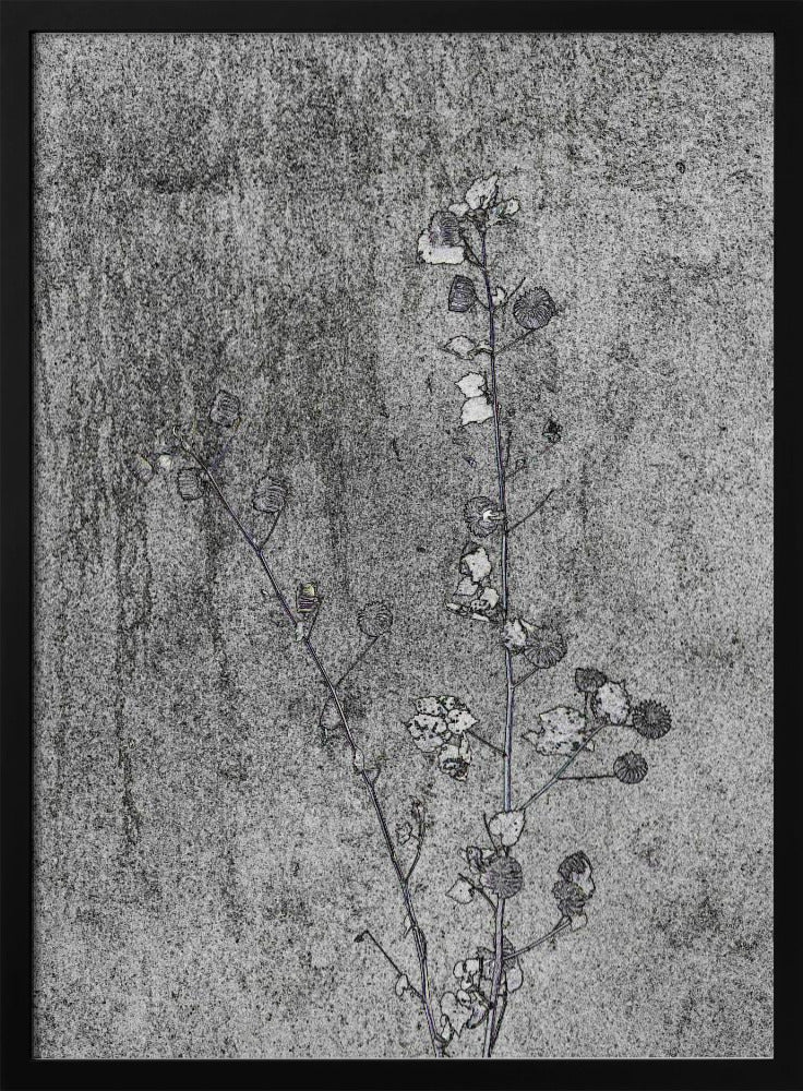 Delicate Decay | Poster