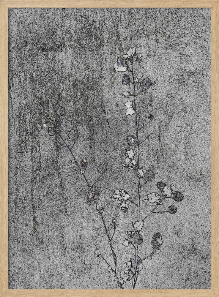 Delicate Decay | Poster