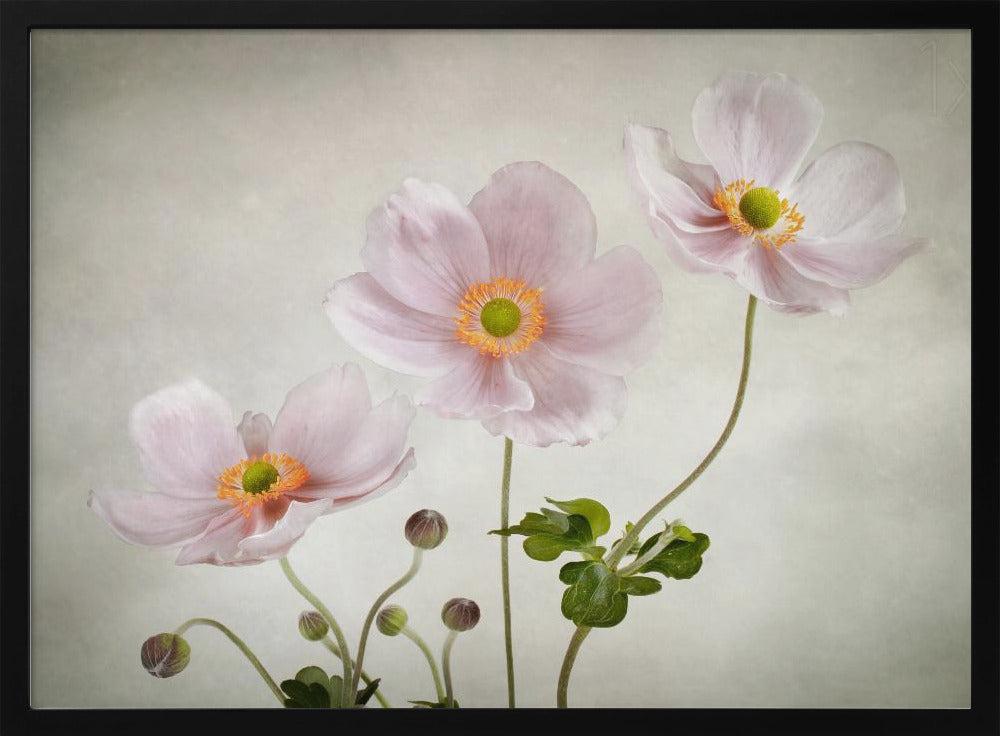Anemones | Poster