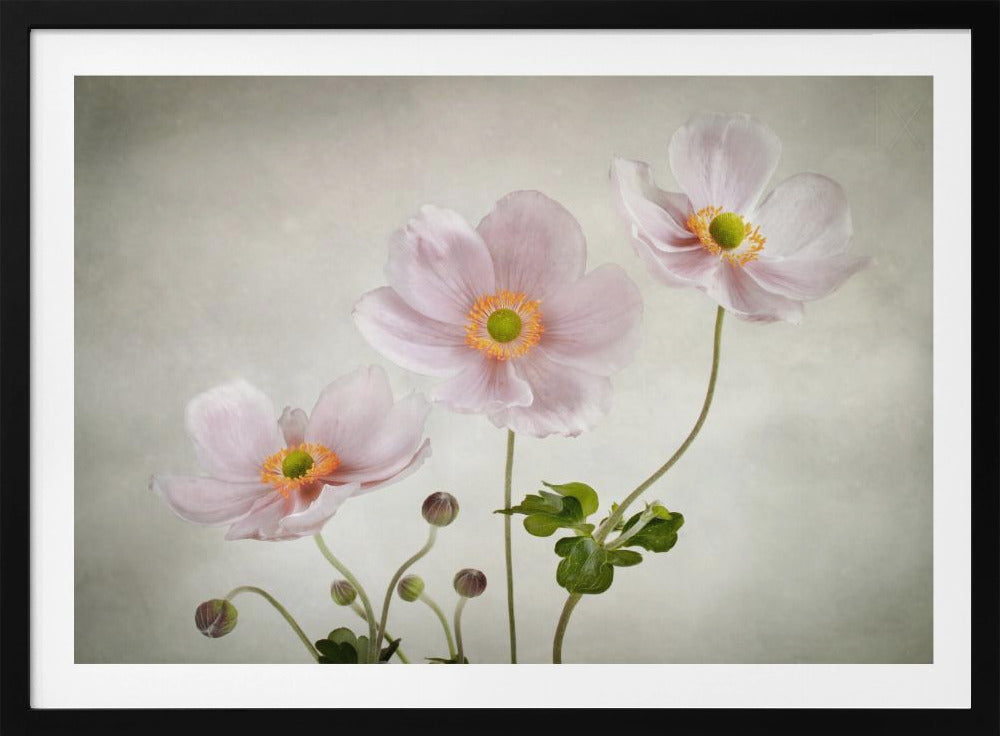 Anemones | Poster