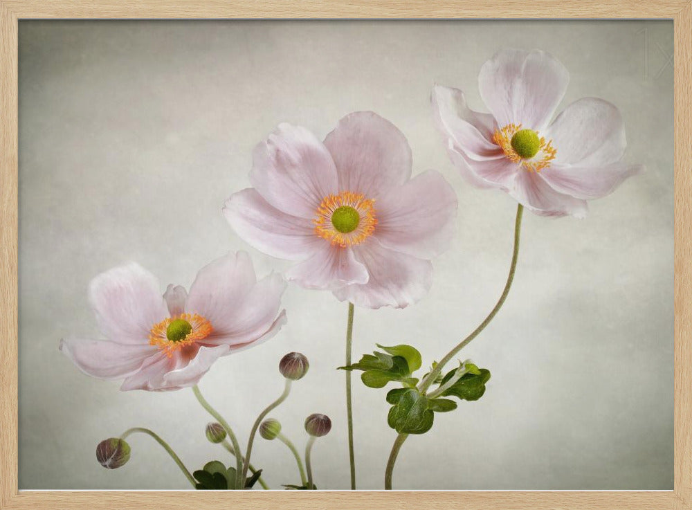 Anemones | Poster