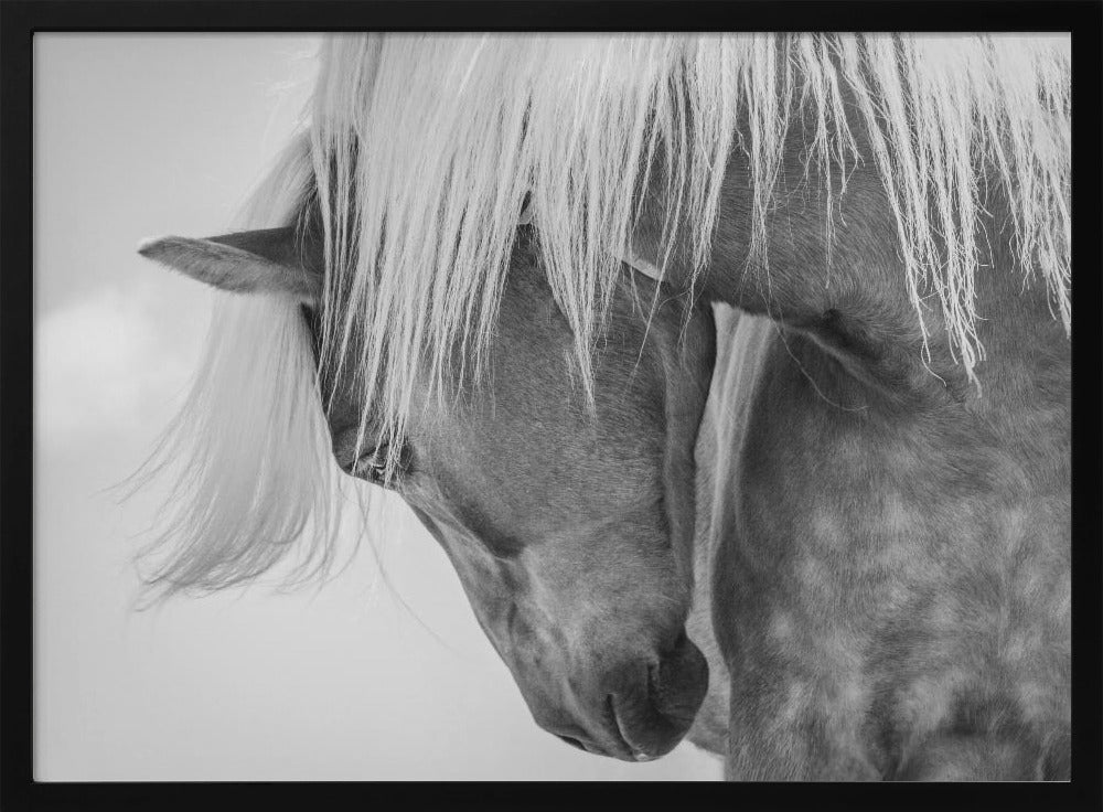 Haflinger Portrait II | Poster