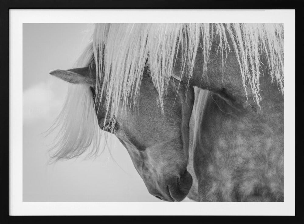 Haflinger Portrait II | Poster