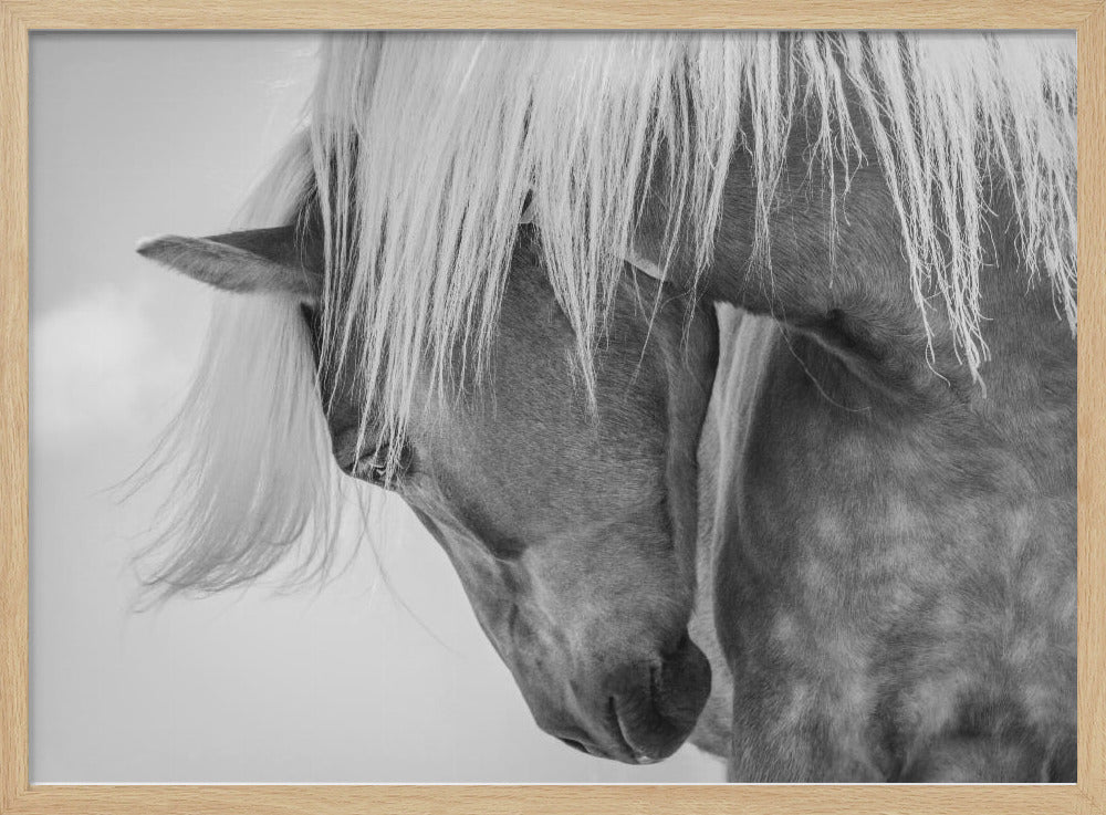 Haflinger Portrait II | Poster