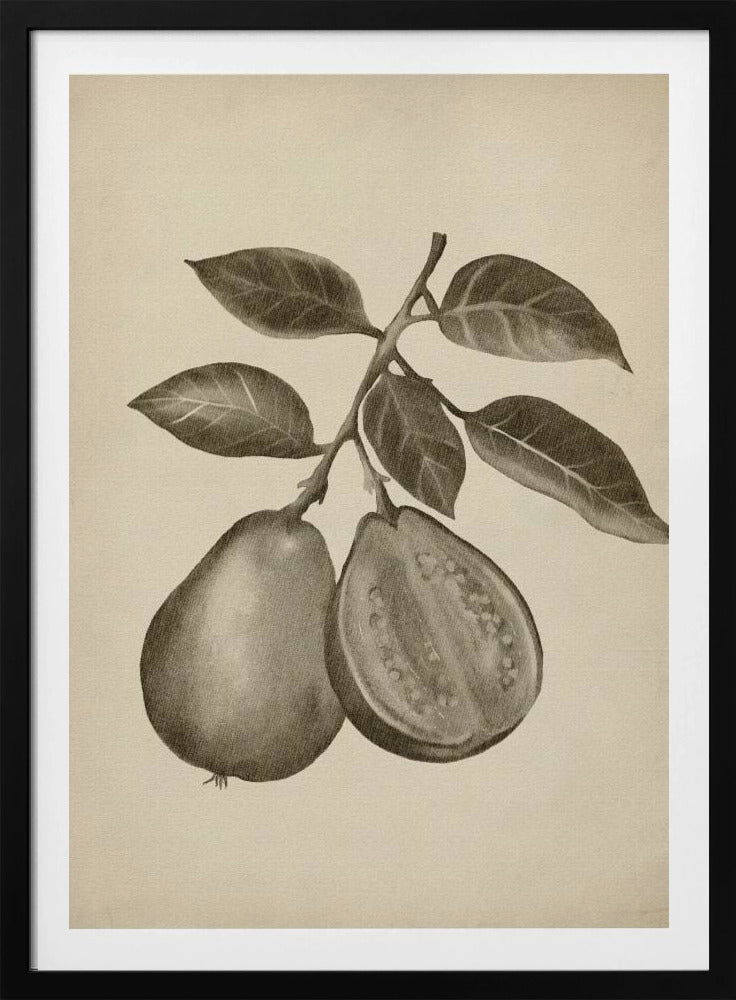 Vintage fruit | Poster