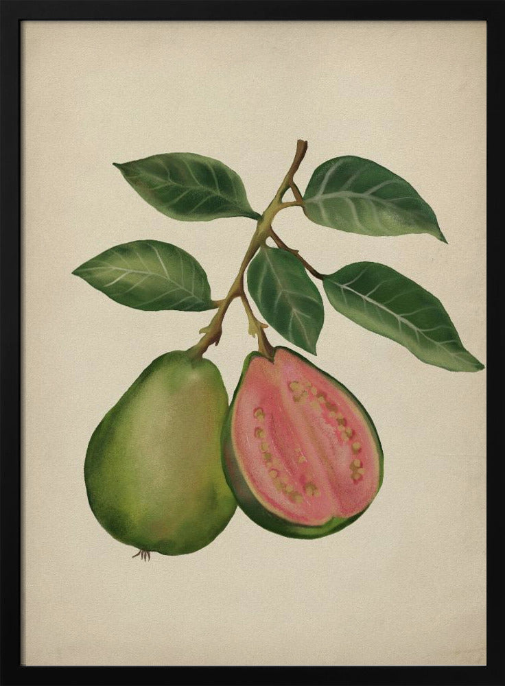Vintage guava | Poster