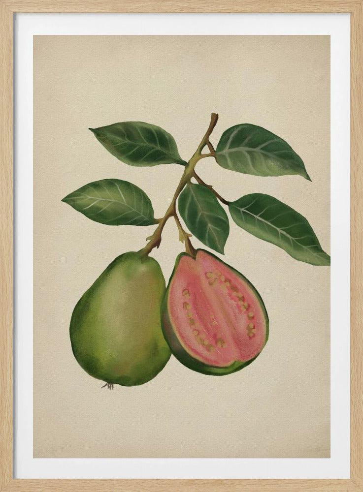 Vintage guava | Poster