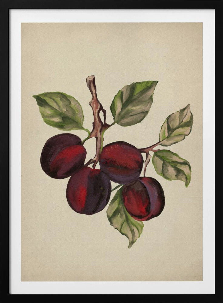 Vintage fruit collection | Poster