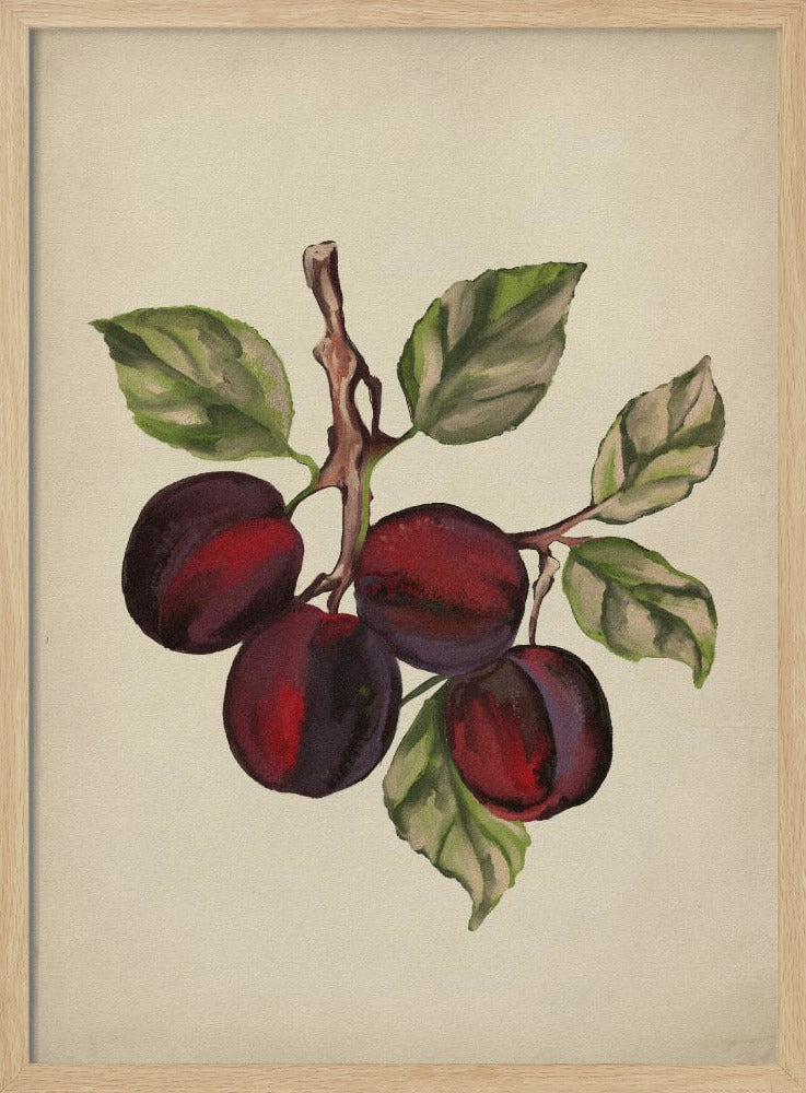 Vintage fruit collection | Poster