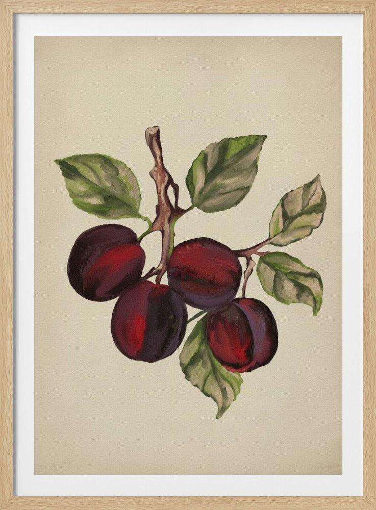 Vintage fruit collection | Poster