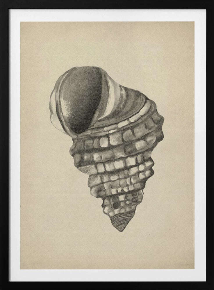 Seashells | Poster