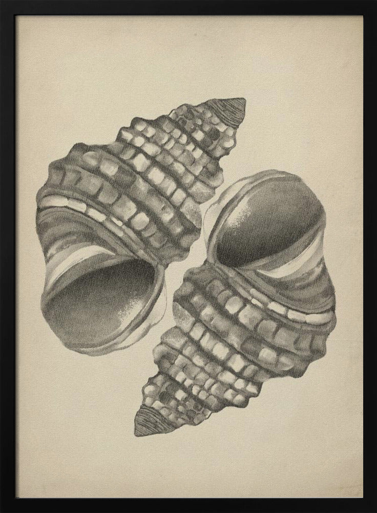 Seashells | Poster