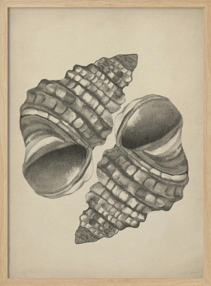 Seashells | Poster